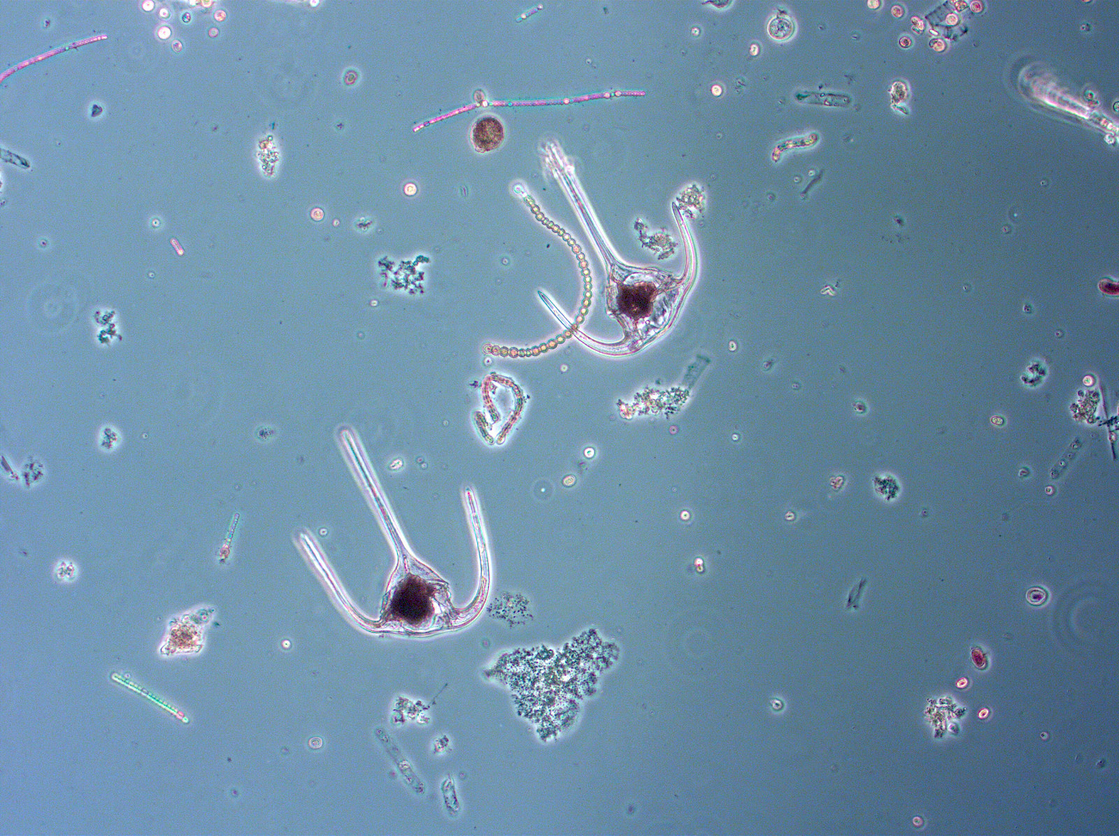 Interfacing the Ocean: Towards a Sea Change in Design