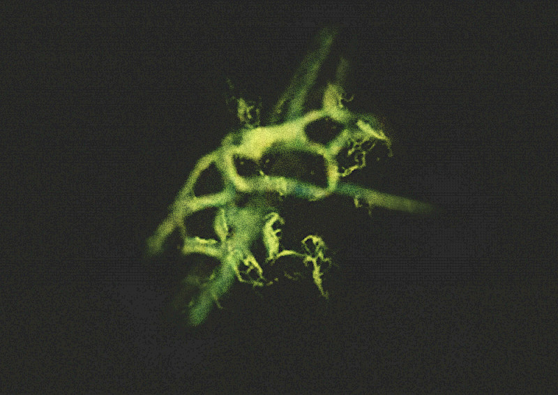 Ecologies of Matter